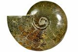 Polished, Agatized Ammonite (Cleoniceras) - Madagascar #145804-1